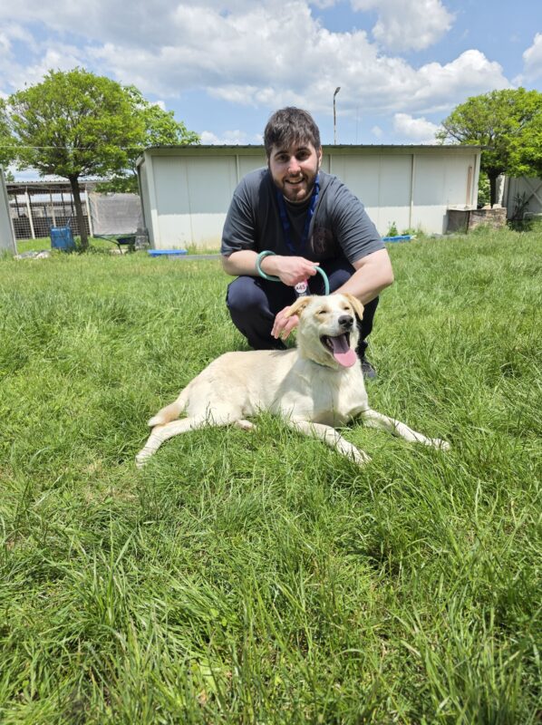 An Inensia employee walking a shelter dog on a sunny day, sharing smiles and tail wags.
